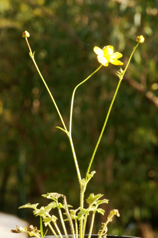 Ranunculus lappeceus